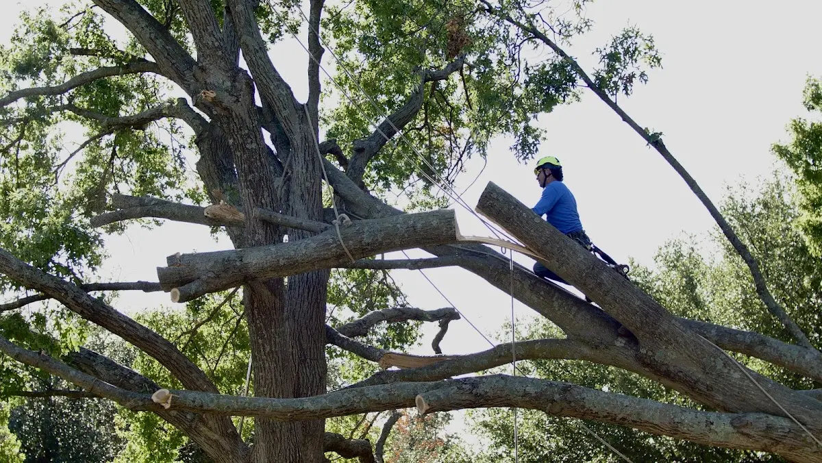 Professional Hazardous Tree Removal performed by certified arborists in Rosedale